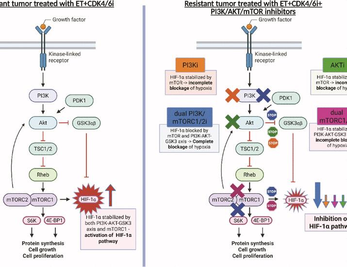 Dual PI3K/mTOR inhibition is required to combat resistance to CDK4/6 inhibitor and endocrine therapy in PIK3CA-mutant breast cancer | Science Translational Medicine