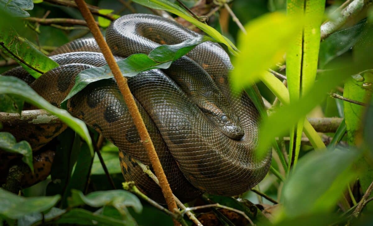 An Ancient Snake Fossil Has Just Been Identified, And It’s Nothing Like We Expected