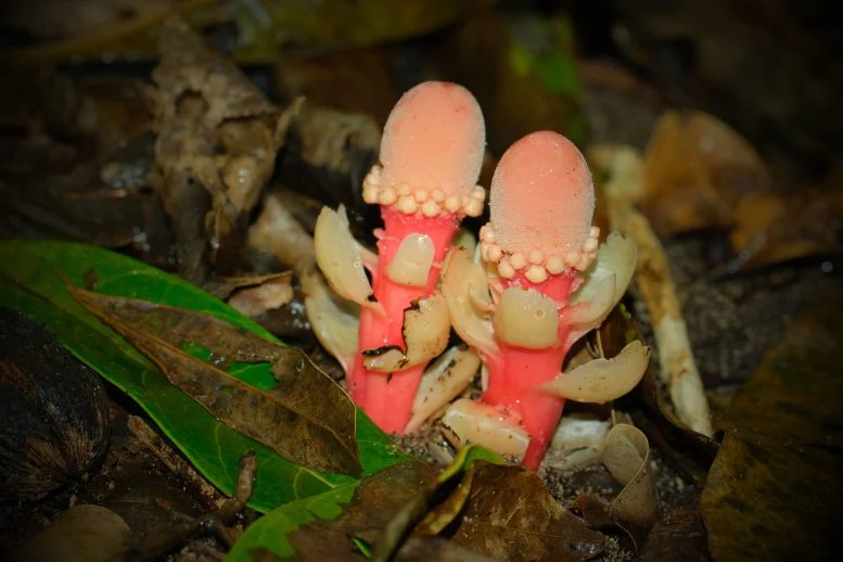 This “Mushroom” Isn’t a Fungus at All – It’s One of the Strangest Plants on Earth