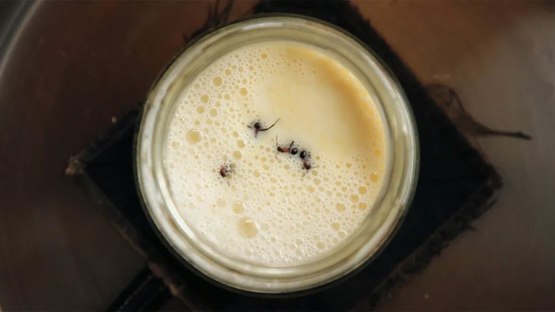 Have a taste of our favorite food stories from 2025