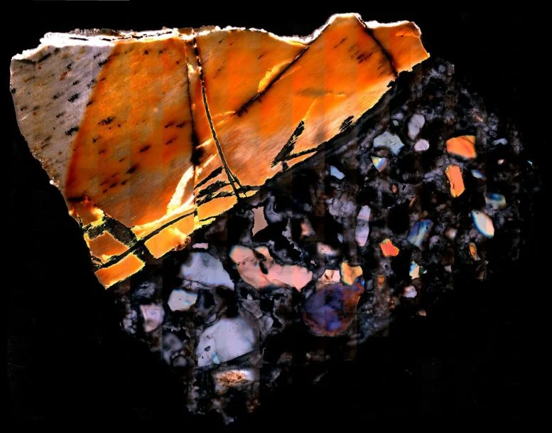 Scientists Extract Metabolic Molecules From Million-Year-Old Fossils for the First Time