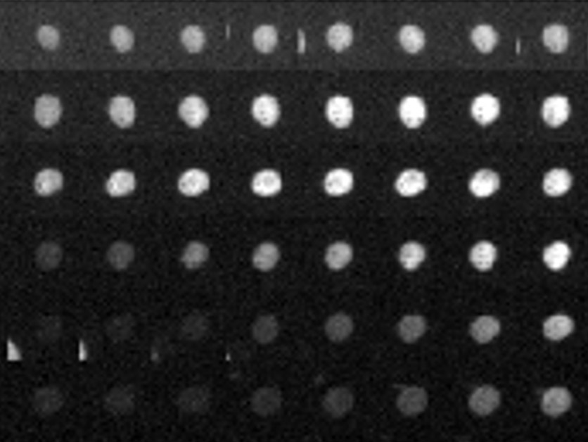 New Study Reveals that Sex Hormones Reset Our Body Clocks – Life Sciences | Weizmann Wonder Wander