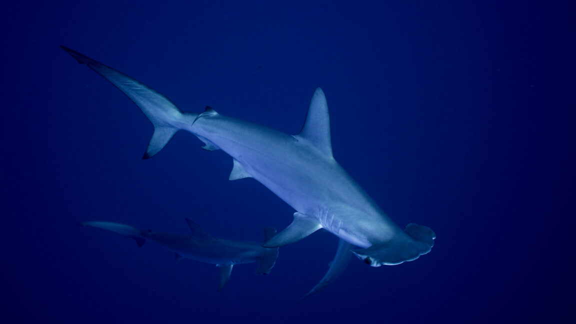 Sharks and rays gain landmark protections as nations move to curb international trade