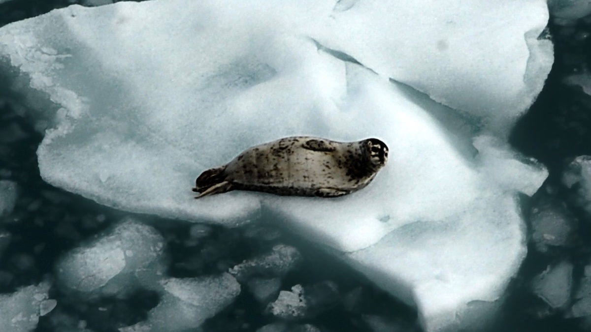 The Arctic Just Sweltered Through Its Hottest Year on Record