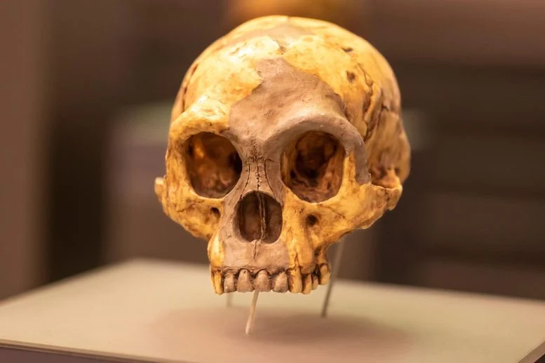 Ancient Climate Shift Linked to the Mysterious Extinction of the Real-Life “Hobbit” Humans
