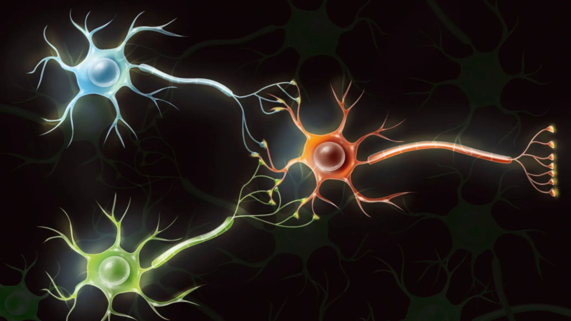 Scientists are turning human brain cells into functional computers