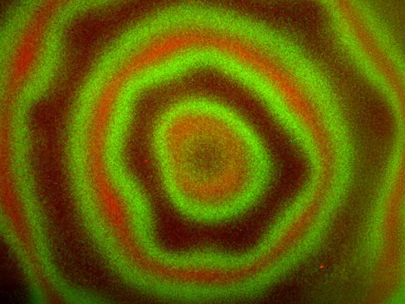 Bacterial Communities Go Synchronized Swimming – Space & Physics | Weizmann Wonder Wander