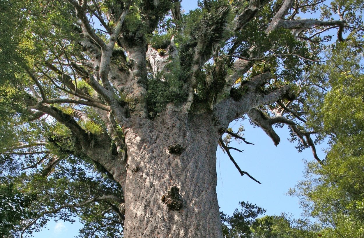 Ancient Kauri Trees Points to a Turning Point in Earth’s History 42,000 Years Ago
