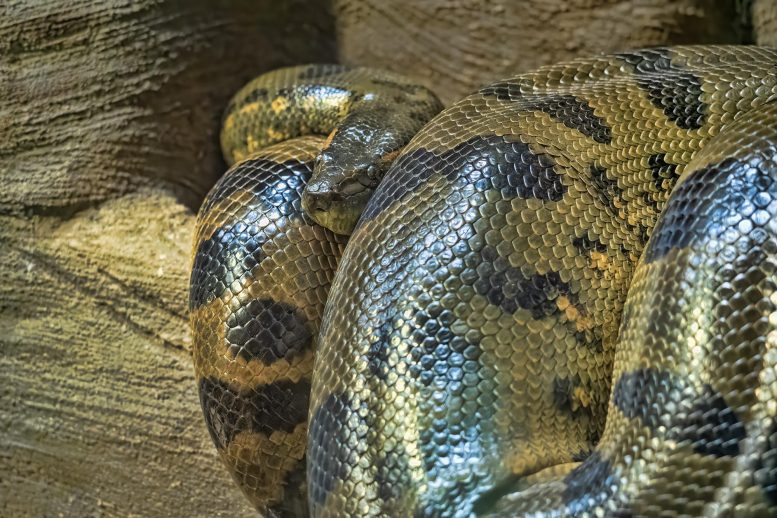 Giant Anacondas Hit Maximum Size 12 Million Years Ago and Never Changed