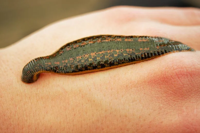 The Oldest Leech Ever Found Is Nothing Like Today’s Bloodsuckers