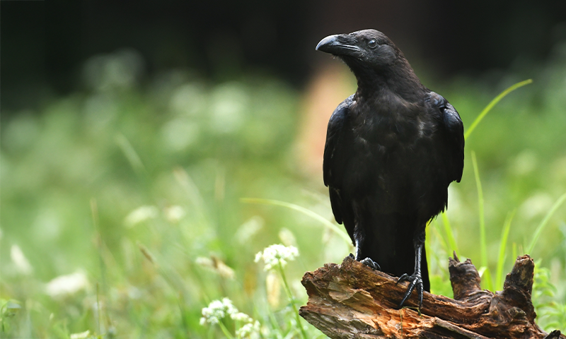 Why I Became a Birdwatcher