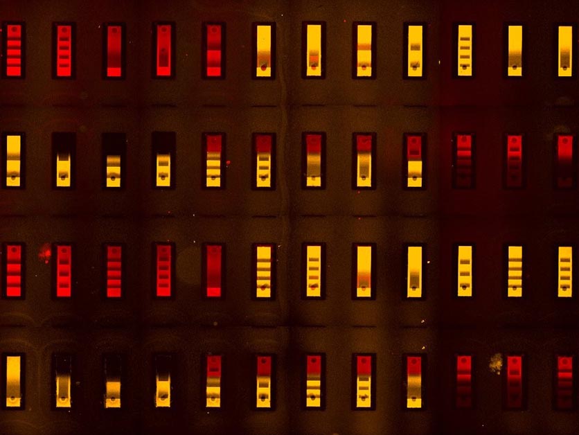 The Biochip Built for the Next Pandemic – Chemistry | Weizmann Wonder Wander