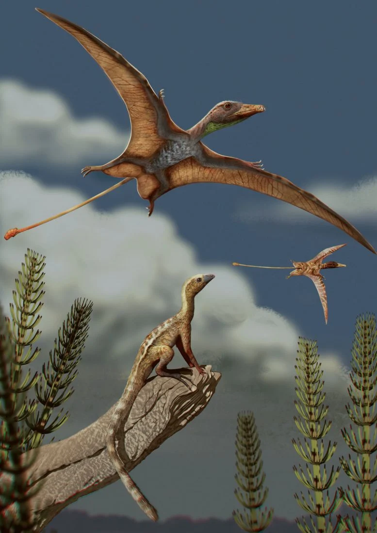 Ancient Pterosaurs Took Flight With Surprisingly Small Brains, Study Finds