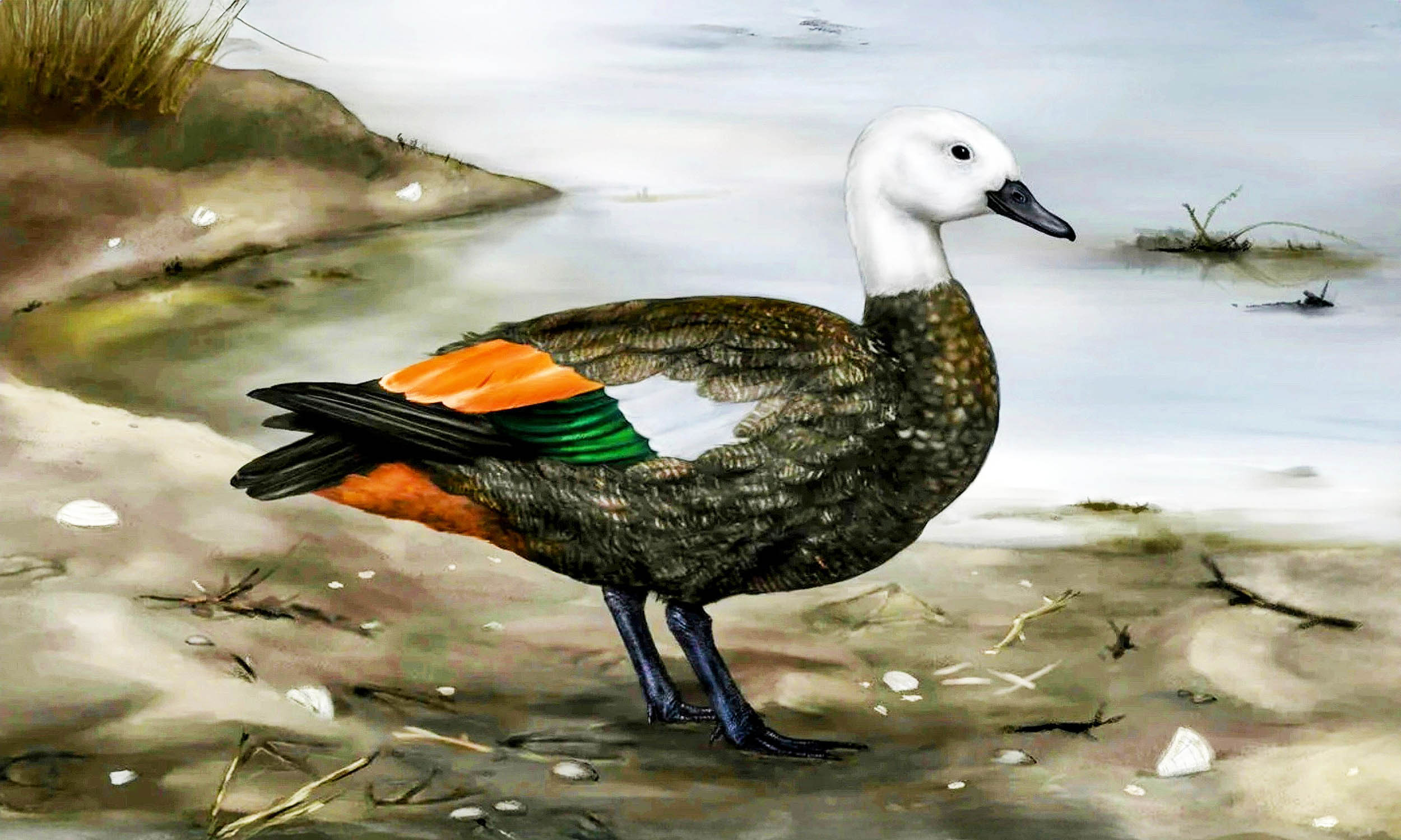 Brutal wind and lack of predators created this strange extinct bird