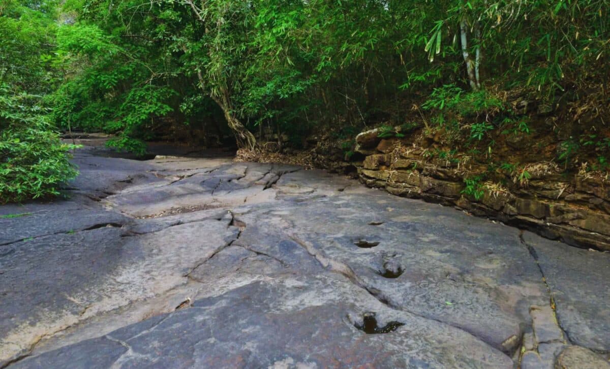 Scientists Uncover Dinosaur Footprints Found in the Heart of the Amazon