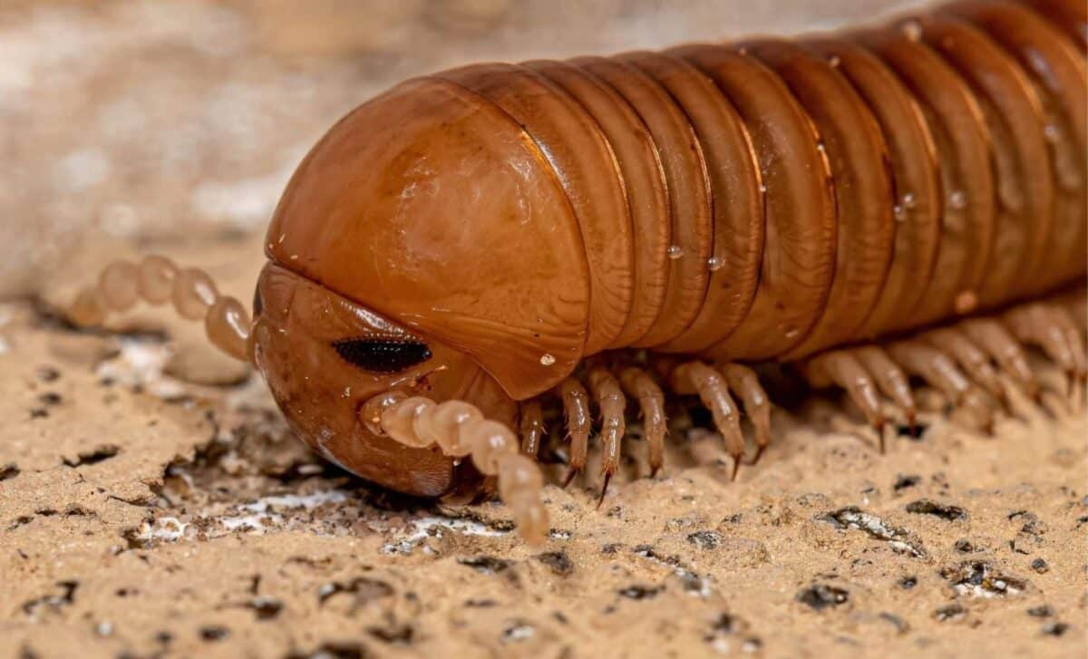 Scientists Unearthed a 326-Million-Year-Old Car-Sized Millipede Fossil That Once Crawled Across Earth Before the Dinosaurs