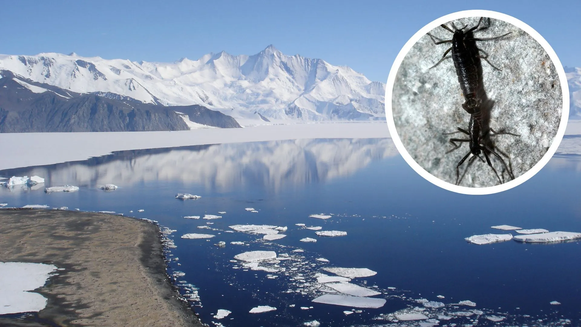 Scientists uncover microplastics in Antarctica’s sole native insect