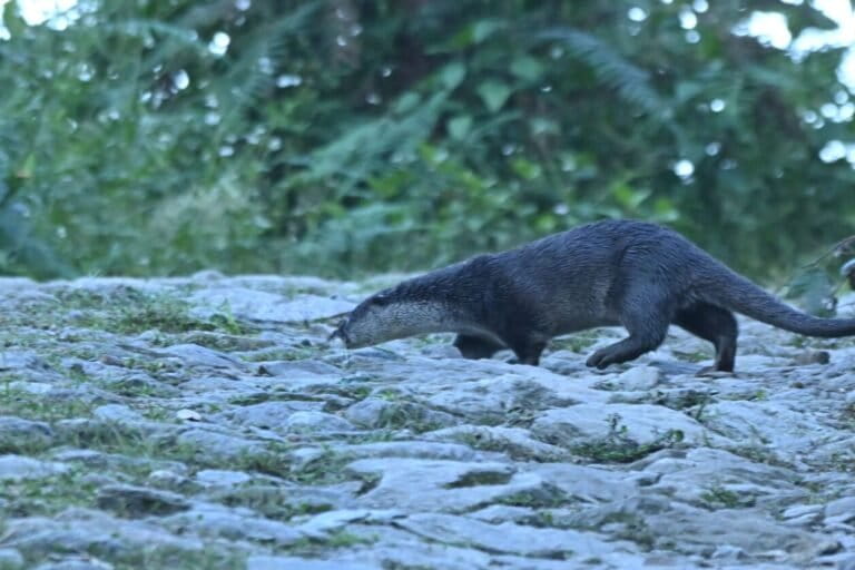 In Nepal, the world’s smallest otter continues to elude researchers