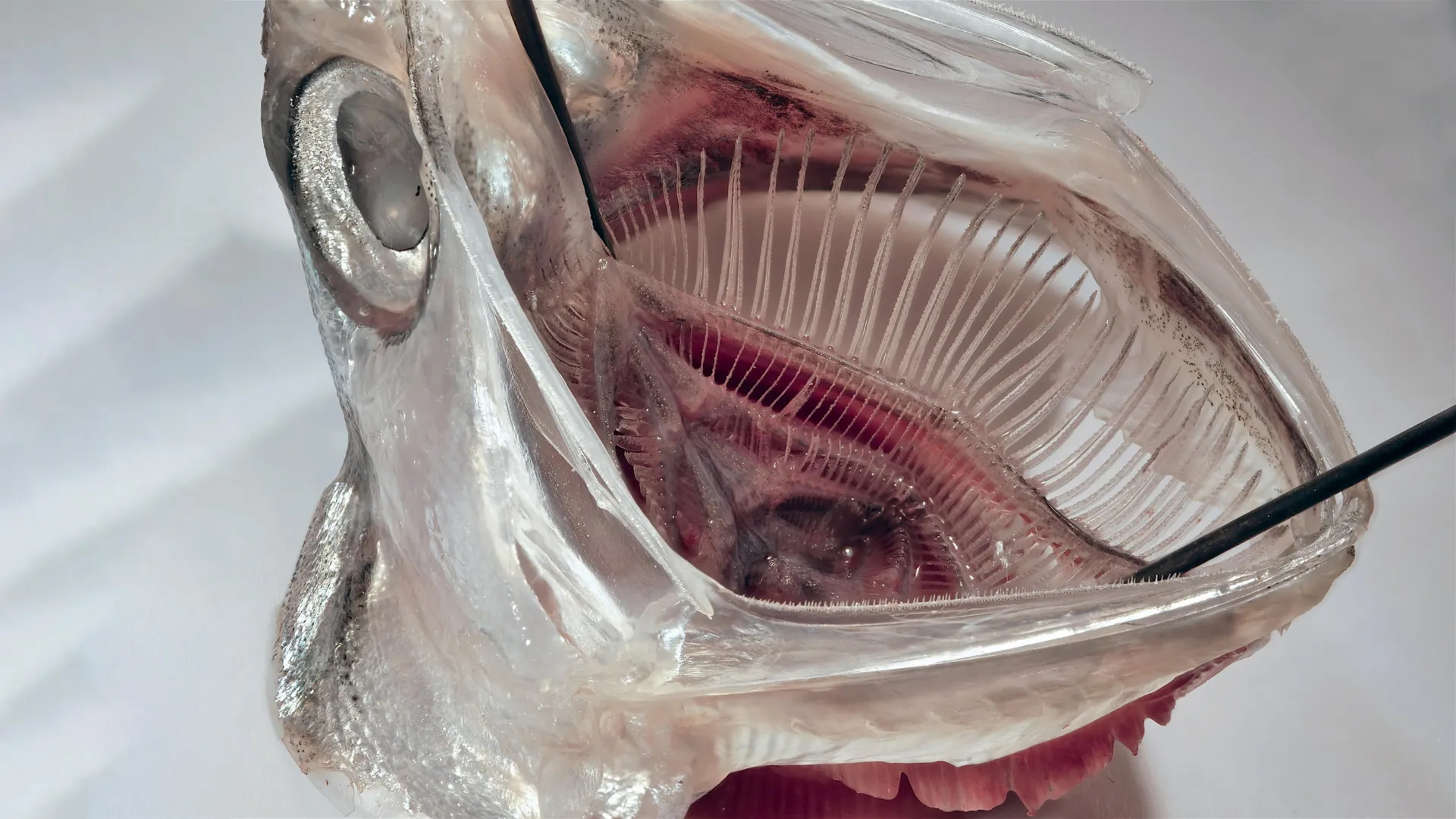 This fish-inspired filter removes over 99% of microplastics