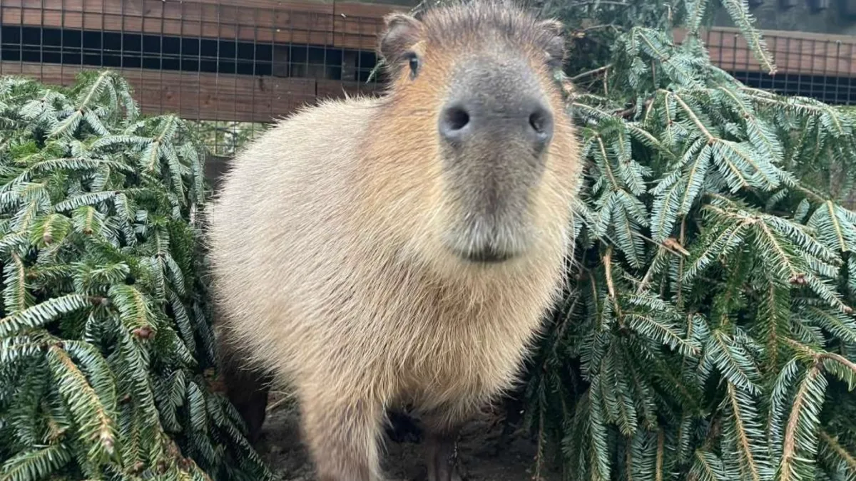 Donated Christmas trees get a second life at the zoo