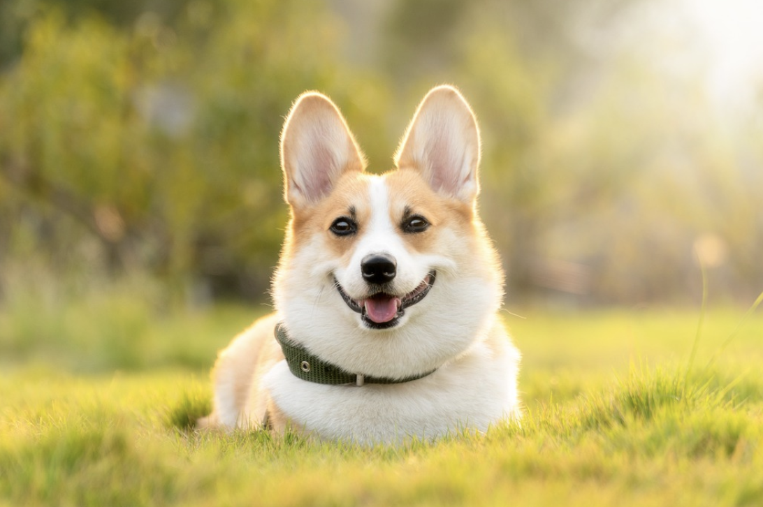 Most Dogs Still Carry Some Wolf DNA