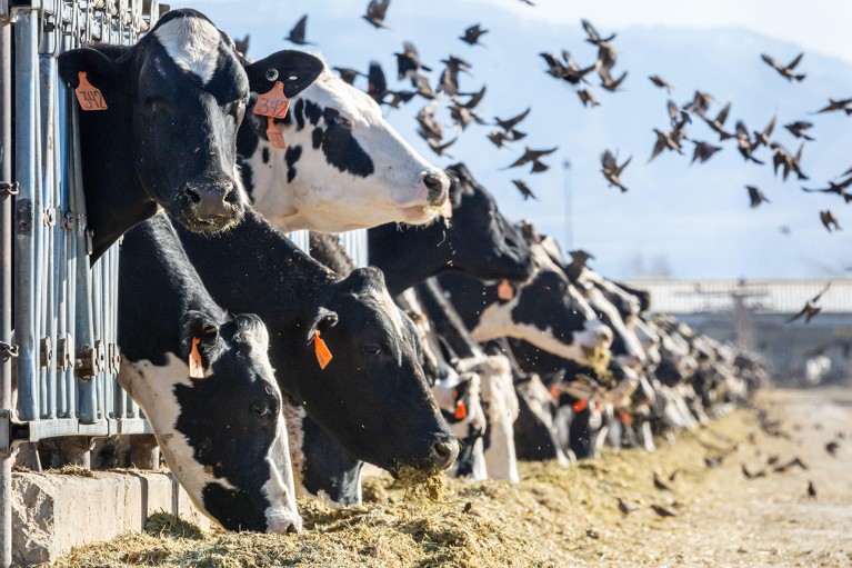 Could tracking animals’ health help to avert the next pandemic?