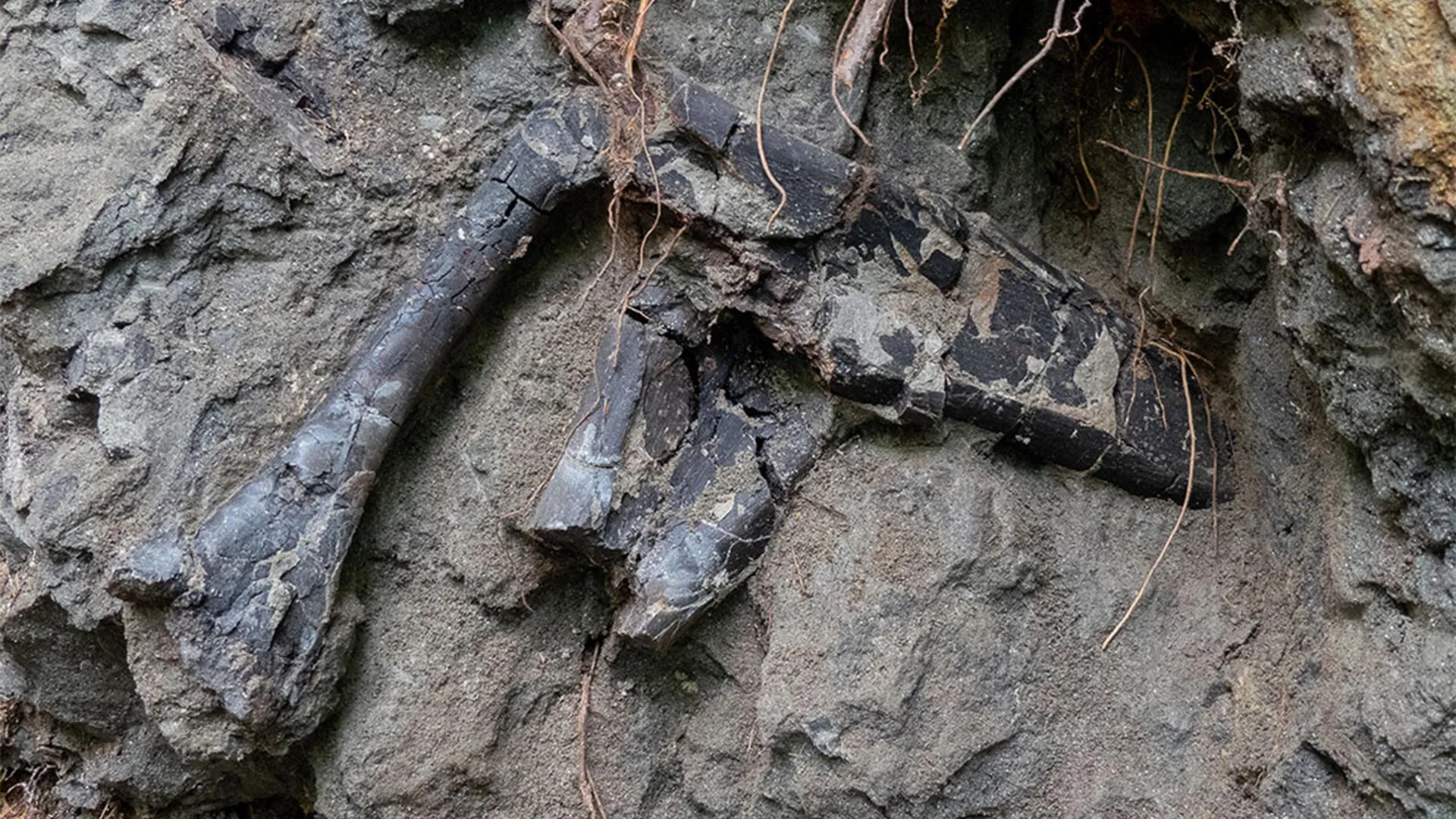 Dinosaur bones found almost on top of each other in Transylvania