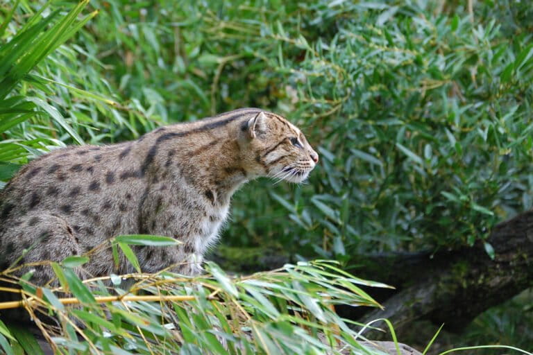 Fishing cats need hotspot-based conservation in Bangladesh, research shows