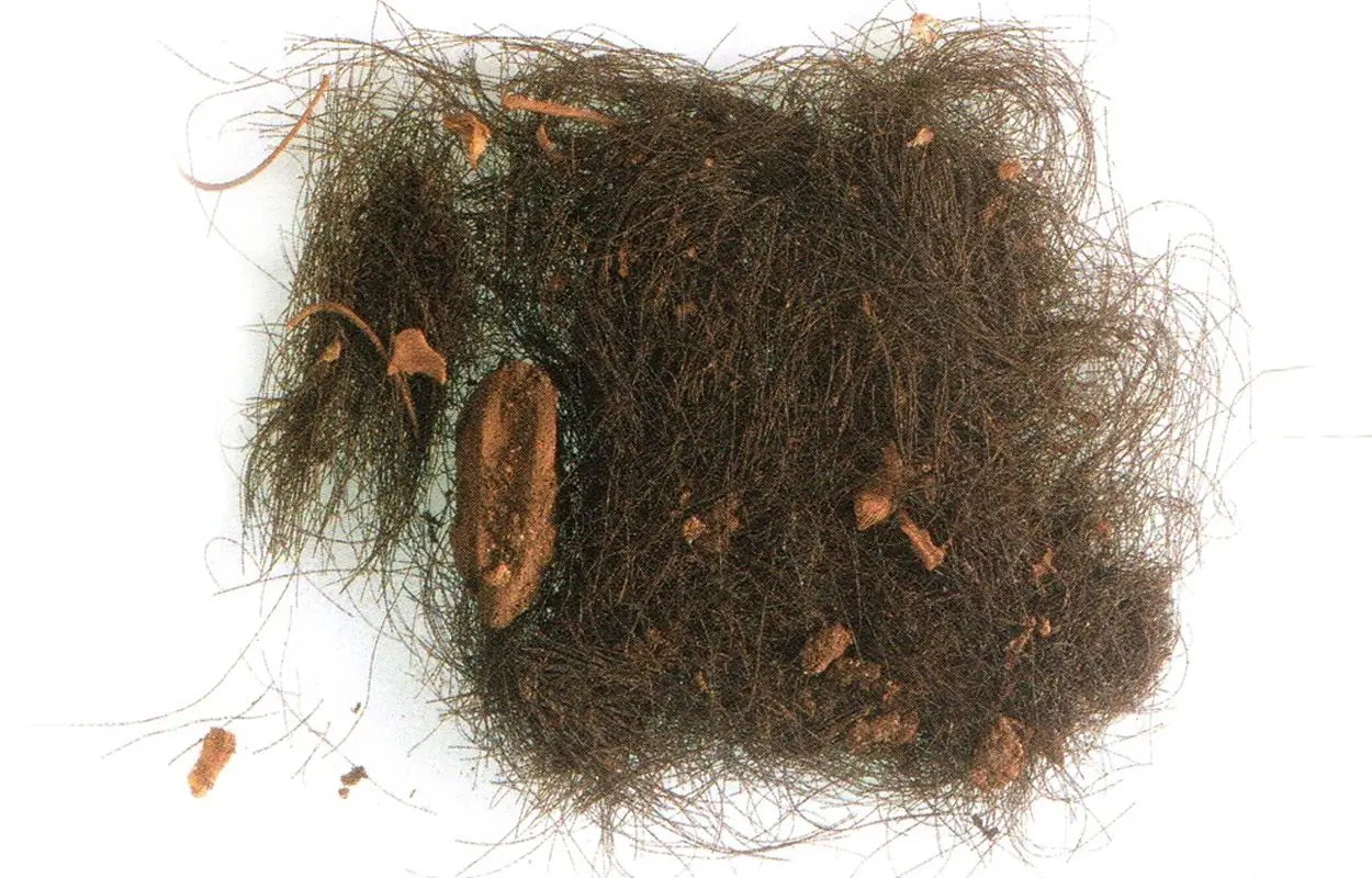 Direct evidence of ancient Bronze Age drug use found in Menorca