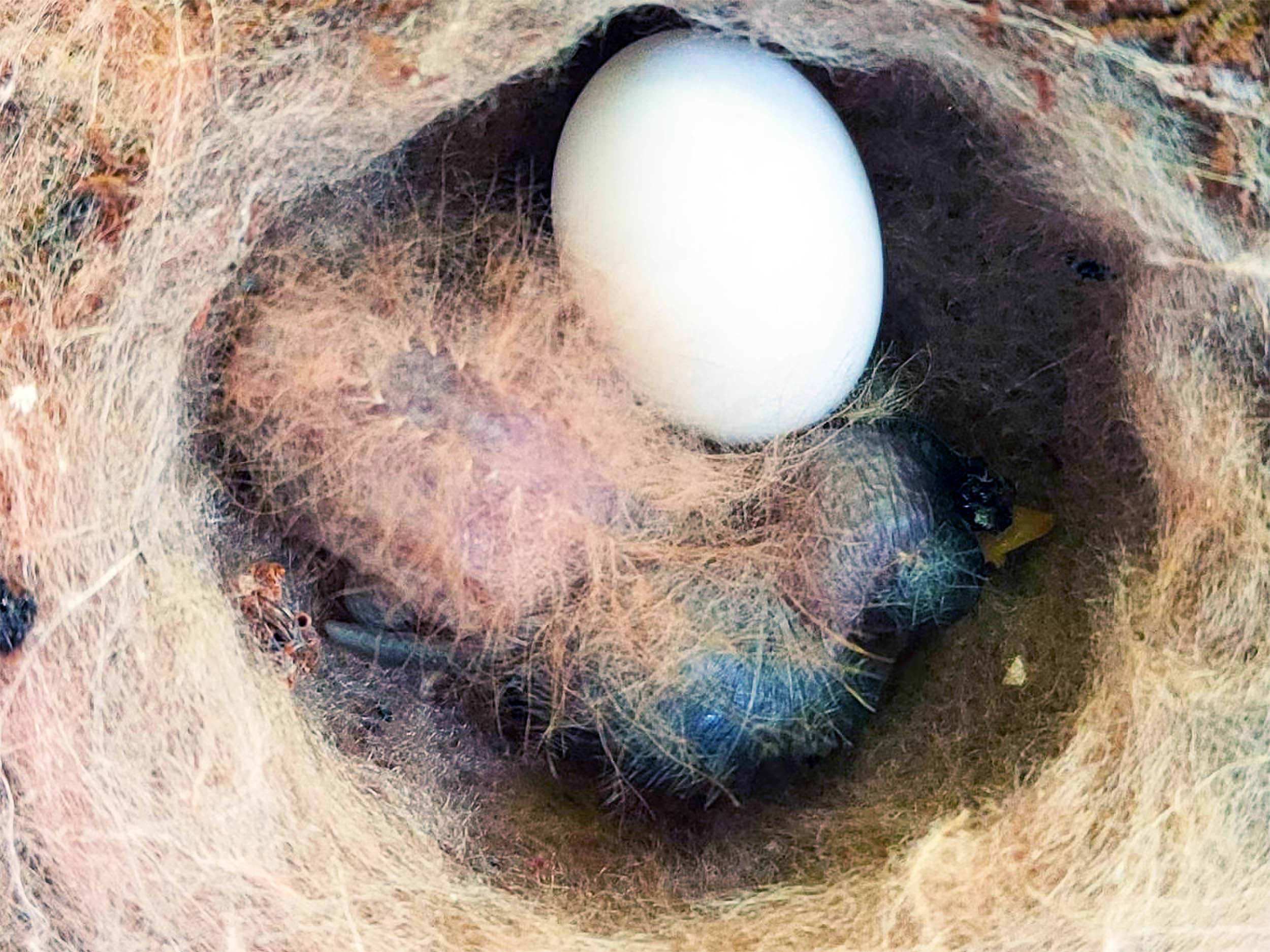 Baby hummingbird seen behaving like a poisonous caterpillar