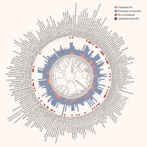 AI Finds New Molecules with Potential Antimicrobial Activity in Archaea