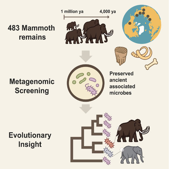 World’s Oldest Host-Associated Microbial DNA Obtained from Ancient Mammoth Remains