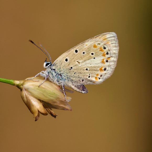 Atlas Blue Butterfly Has 229 Pairs of Chromosomes, Scientists Find