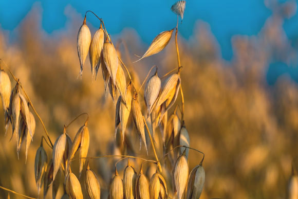 Researchers Sequence Oat Pangenome | Sci.News