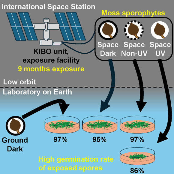 Moss Can Survive Long-Term Exposure to Elements of Space, New Experiments Show