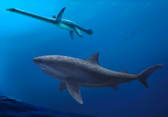 Earliest Known Giant Mackerel Sharks Lived 115 Million Years Ago in Australian Waters