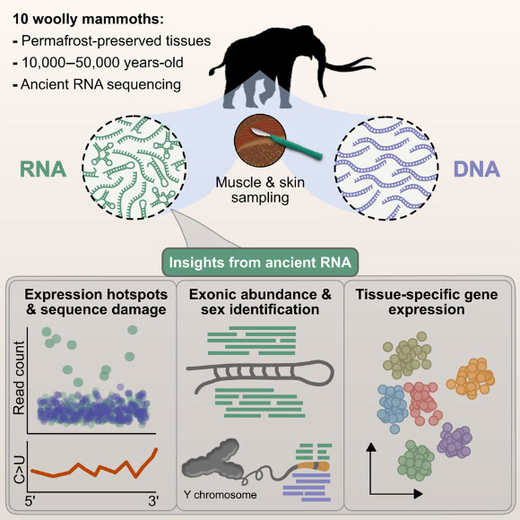 RNA Molecules Found Preserved in 39,000-Year-Old Woolly Mammoth Tissues
