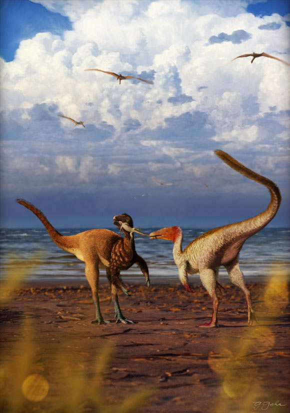 Two Species of Coelurosaurs Co-Existed in Cretaceous-Era Brazil