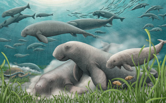 Sea Cow Communities Have Engineered Arabian Gulf’s Seagrass Ecosystems for Over 20 Million Years