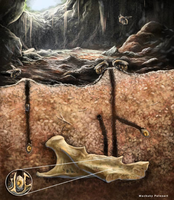 Paleontologists Discover First-Known Instance of Ancient Bees Nesting inside Vertebrate Fossils