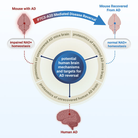New Research Reveals Potential Path to Alzheimer’s Recovery by Targeting Cellular Energy Deficits