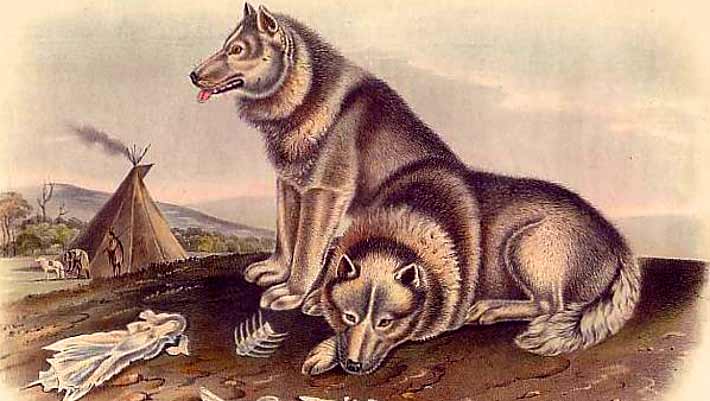 Ancient Humans Introduced Wolves to Remote Baltic Sea Island 5,000 Years Ago