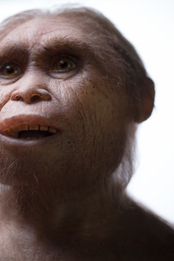 Climate Change Played Key Role in Extinction of Homo floresiensis