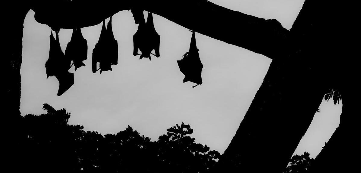 Bats, super virus busters | CNRS News
