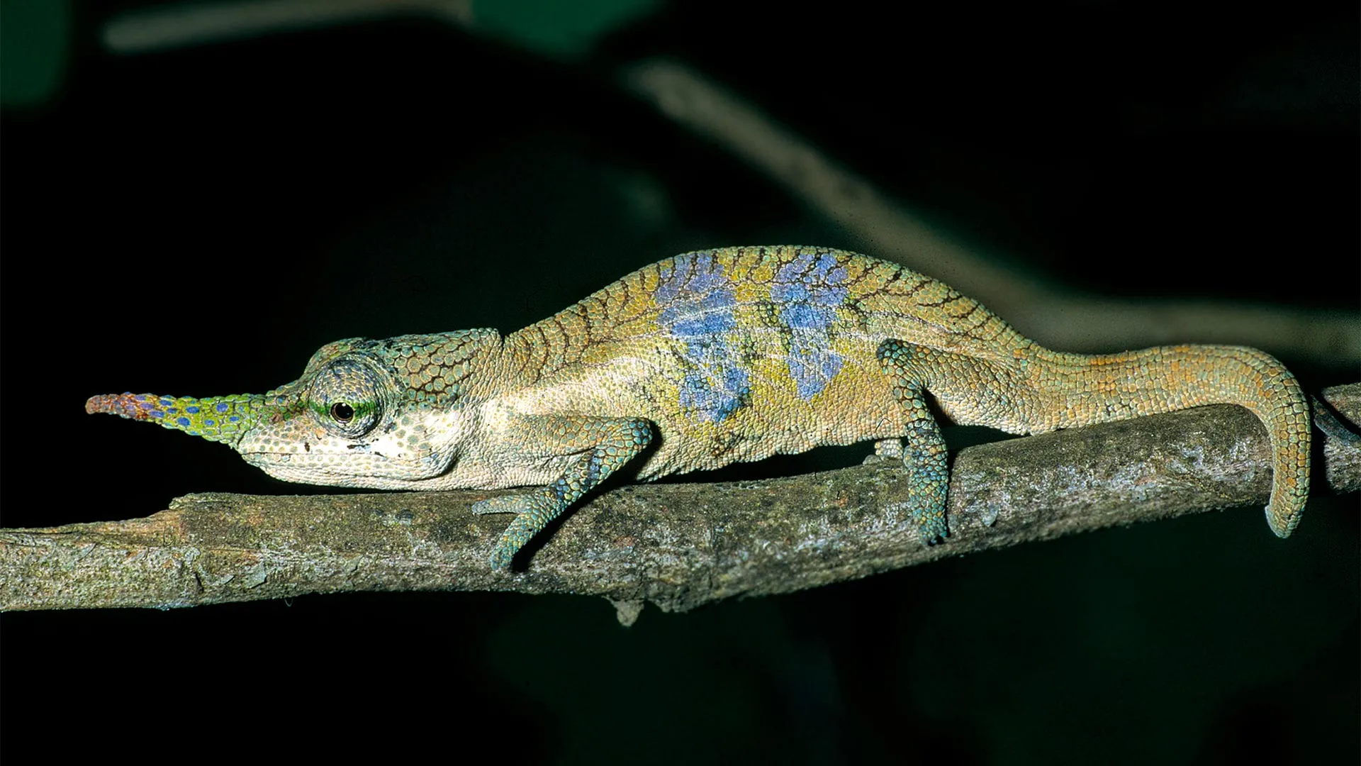 A long-nosed chameleon hid its true identity for 150 years