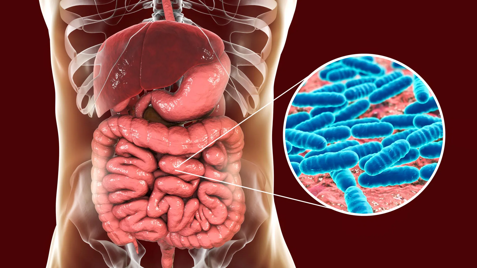 Your roommate’s genes may be shaping your gut bacteria