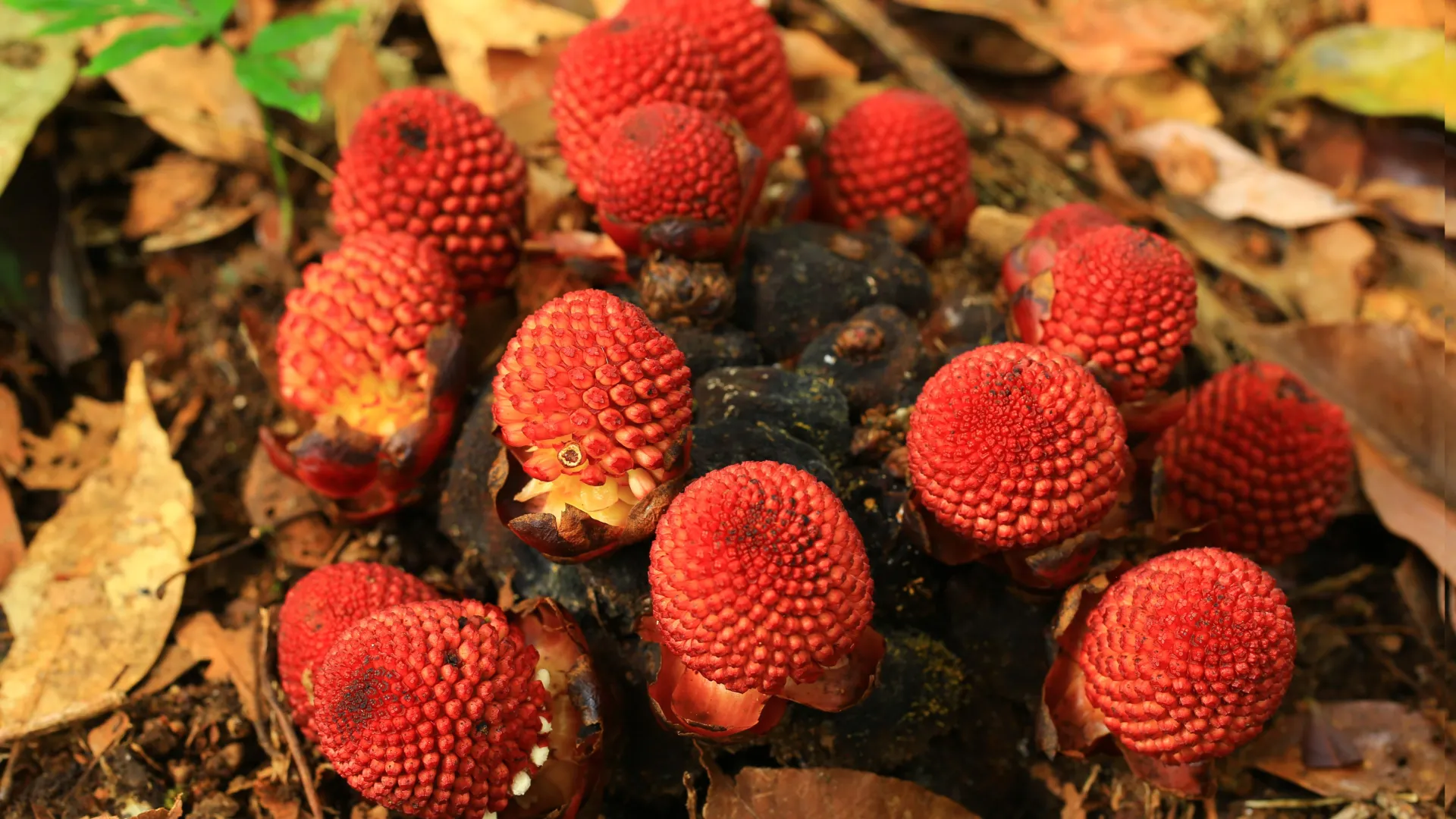 Researchers find how plants survive without sunlight or sex