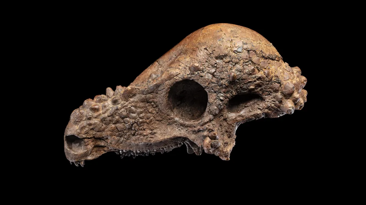 A ‘spectacular’ dinosaur dome heads for the Smithsonian