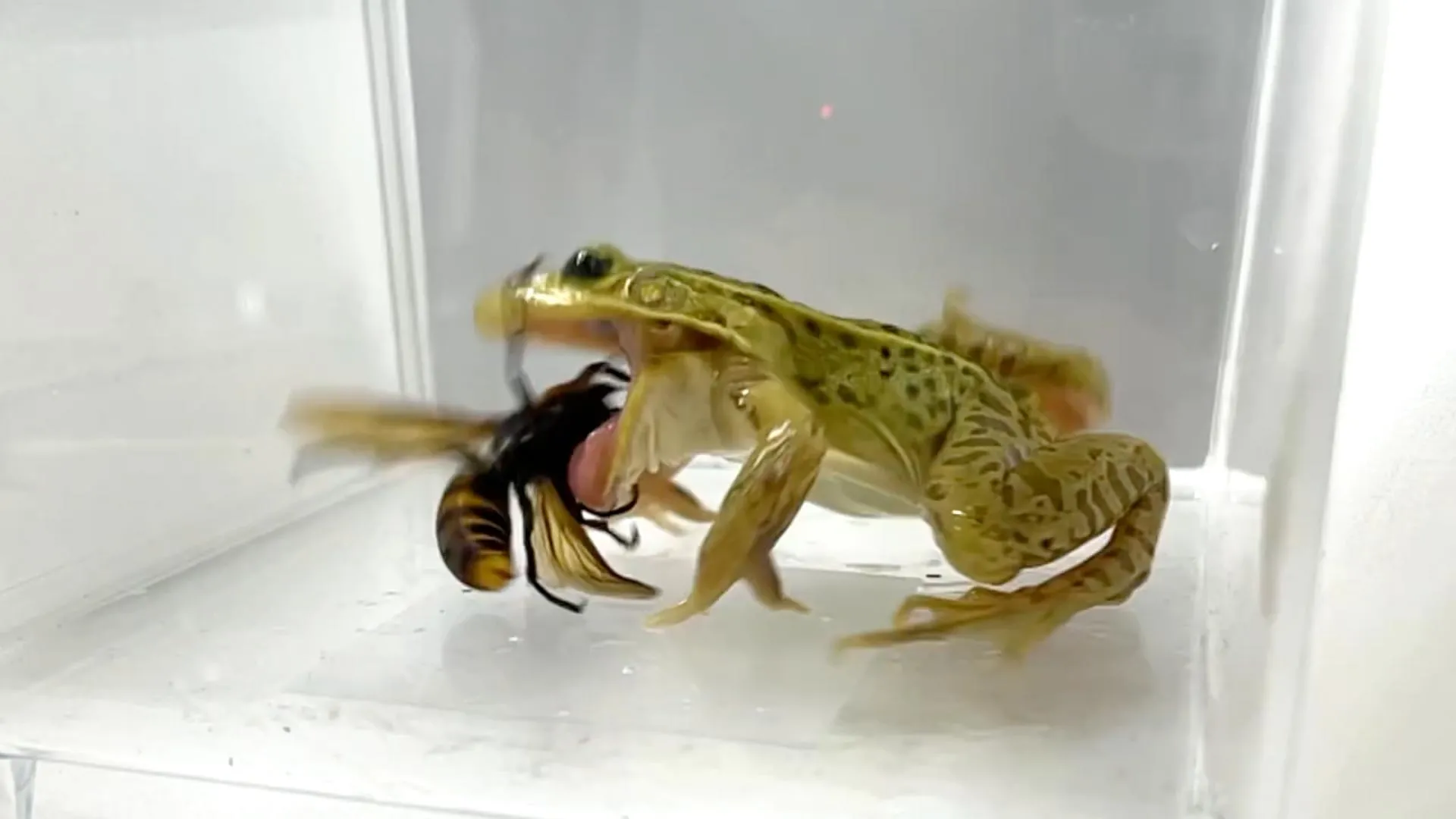 Hornet-eating frog shows remarkable venom resistance