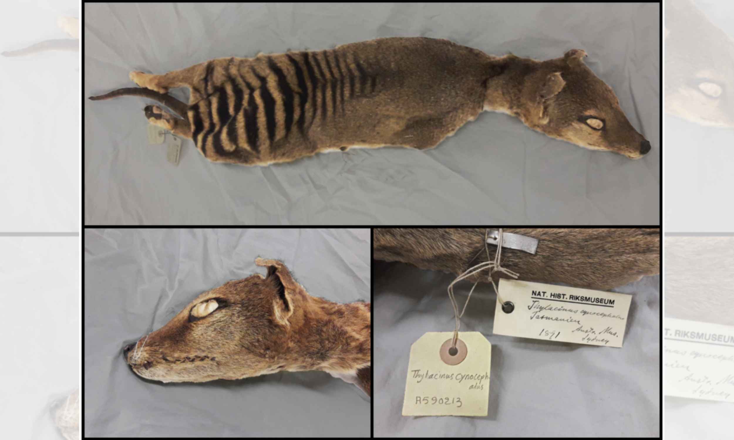 Scientists recover RNA from an extinct animal for the first time